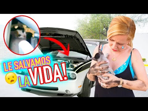 💔¡RESCATAMOS un GATITO ABANDONADO! 😿 | Familia Carameluchi 👨‍👩‍👧‍👦