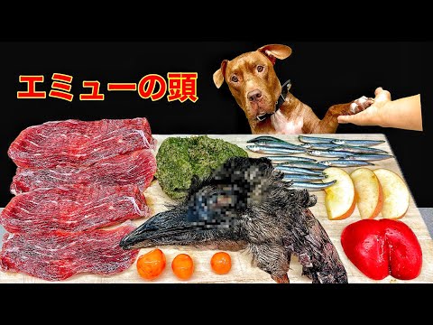 閲覧注意!!エミューの頭をボリボリ食べる咀嚼音がサイコーすぎる