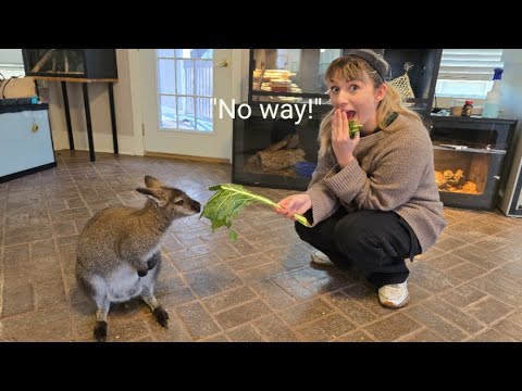 Surprising my girlfriend with a pet Wallaby!