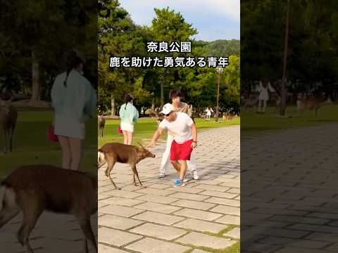 奈良公園の鹿を助けた勇気ある青年 #shorts