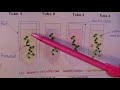 Photosynthesis and Respiration Processes