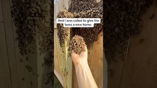 Catching a Big Swarm of Bees on a Fence - Barehanded