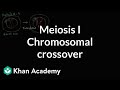 Understanding Meiosis