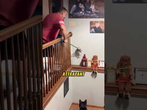 Un intrus inattendu se cache mystérieusement dans notre maison !
