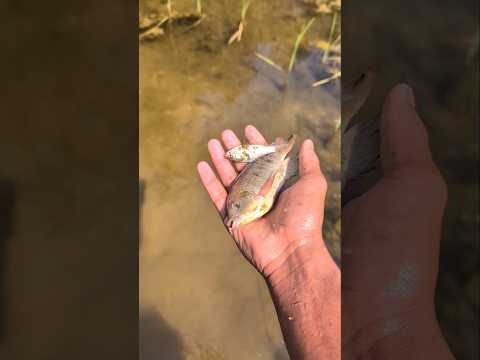 Rescued some trapped little fish and set them free felt truly happy seeing them swim away😭🥀