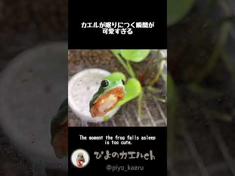 早起きした時にだけ見れるカエルが眠りにつく瞬間がめちゃくちゃ可愛い