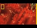 Microfossil Discovery and Implications