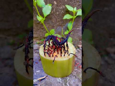 Cá Ngựa Nướng Diêm