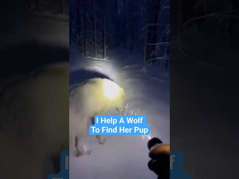 I Helped a Wolf Family Through a Tough Situation #wolf #rescue #shorts