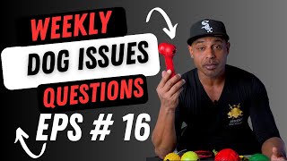 Bulletproofk9s dog trainer obedience protection tactical training tips and tricks weekly QnA EP16