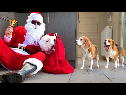 Funny Dogs PRANKED By BAD SANTA