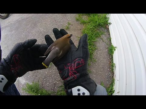 bird hits car..we tried to save it