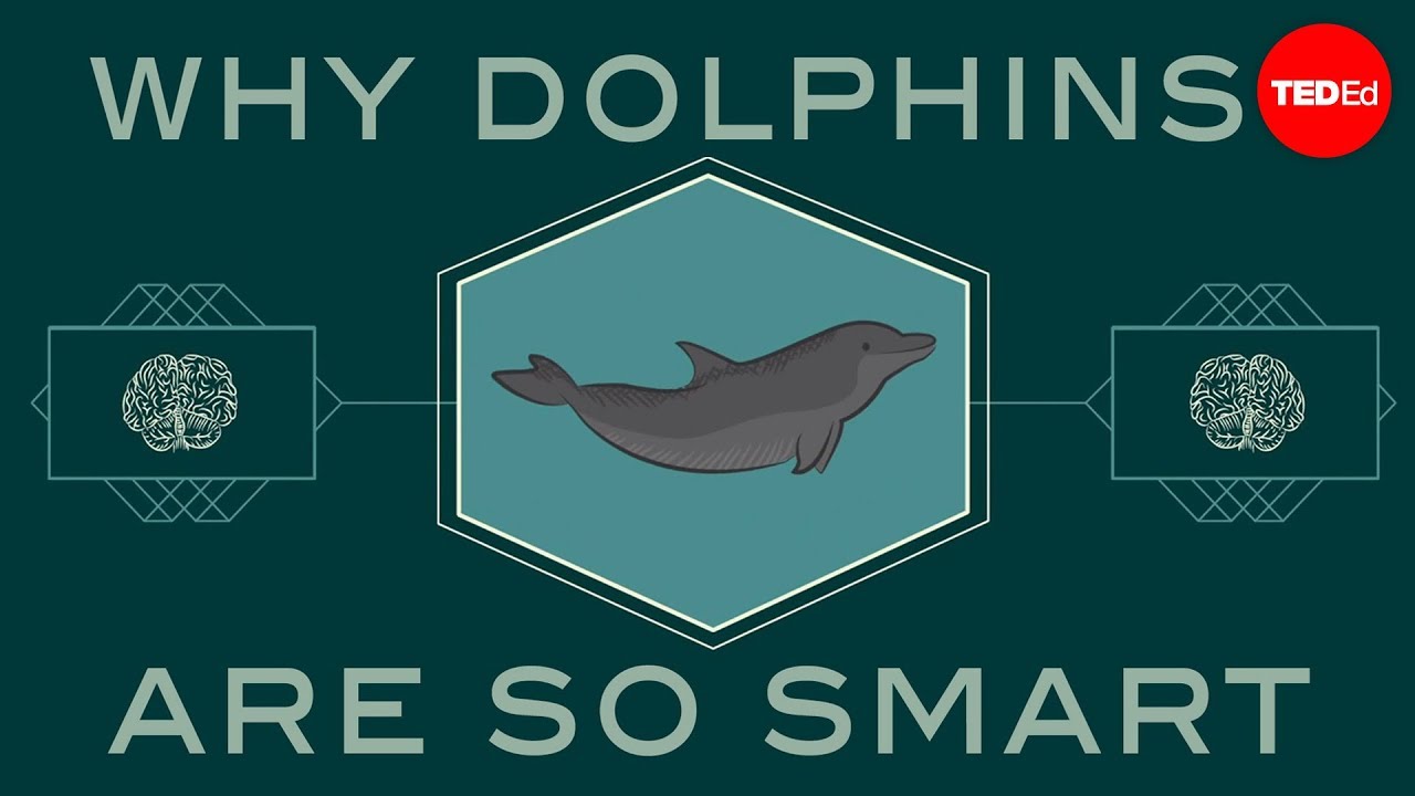 How smart are dolphins? - Lori Marino