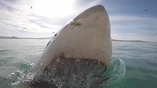EP261  Shark Devours 2 People - New