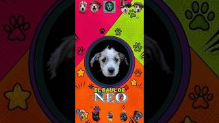 EL BAUL de NEO - DOMINGO 13 DE SEPTIEMBRE en NINA FERIA reel 2- #mascotas #neo #ferias  #perros