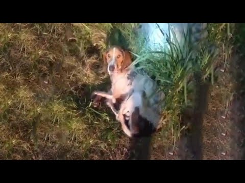 Naldo was used as a bait dog, when no longer useful, he was left for end in the wood...