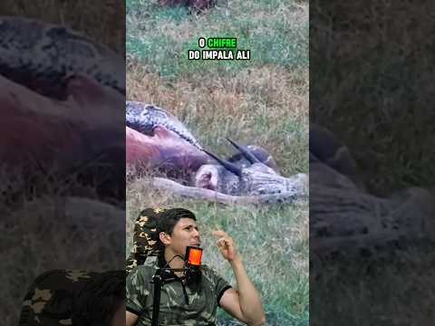 COBRA PÍTON ENGOLIU INPALA - Vida Animal Comentada