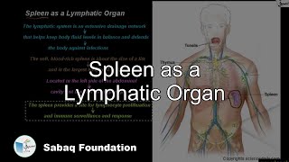 Spleen as a Lymphatic Organ