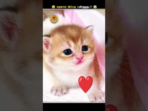 கரடிகள் எதனால இப்படி Dance ஆடுதுங்க.!? || Bear Itching Dance || Animal Voiceover Tamil