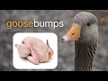 Understanding Goose Bumps