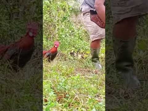 Ayam Hutan gak sabaran