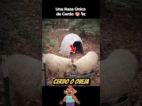 ¿Oveja o Cerdo? Descubre al Curioso Mangalica. 🐷🐑