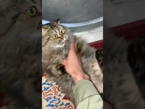 القطة سكرة قابلت سيد لاول مرة 🫶❤️🐈| مش هتصدقو رد فعلهم😨✨#animallover #catlover #viralvideo #cat