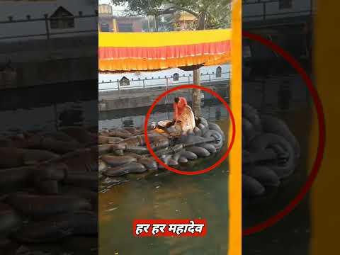 🕉️ भगवान दिखे आराम करते हुए देखो Live 🛑 || #shorts