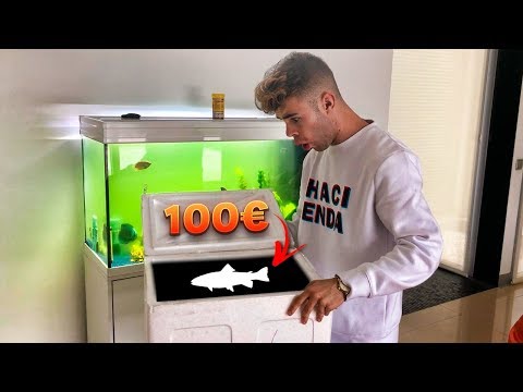 ESTE es mi NUEVO PEZ de +100$ *comprando nuevos peces* [Salva]