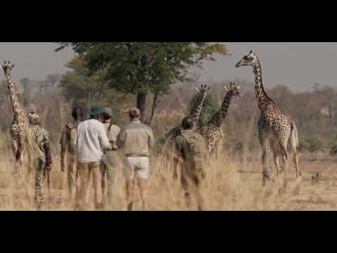 Walking Safari with The Bushcamp Company in South Luangwa National Park