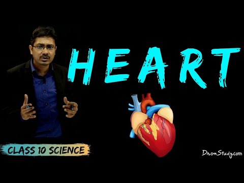 Heart |  Life Processes 2 | CBSE Class 10 Science | Free Education