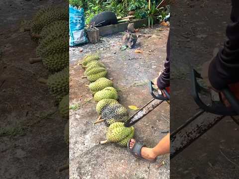 petani ini sangat kecewa, karena menanam durian yang tidak ada isinya #petanidurian #shortvideo