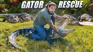 10ft ALLIGATOR Rescue/Handling!