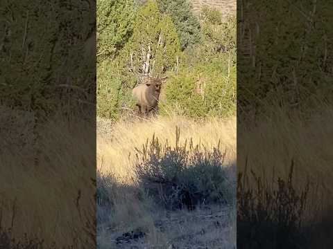 Elk comes out of bushes ​⁠@meikosadventures