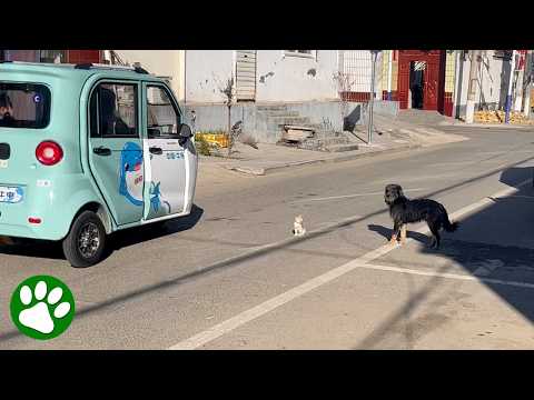 Hero dog saves kitten from road