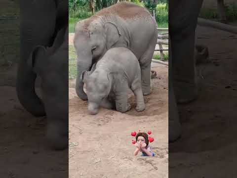 ಆನೆ ಮರಿಯಾ ತುಂಟಾಟ❤️🔥#viralshort #abhimanyu #bhima #wildlife