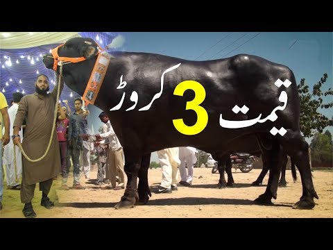 3 CRORE PAKISTAN MOST EXPENSIVE COW In July 2021 || Pakistan India || Expensive Bull