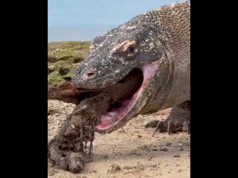 🐊 क्या Komodo Dragon इंसानो को मार सकता है..?🤔 #shorts #viral
