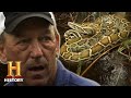 Python Hunting in the Everglades