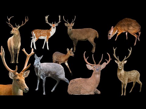 Types of Deer Found in India