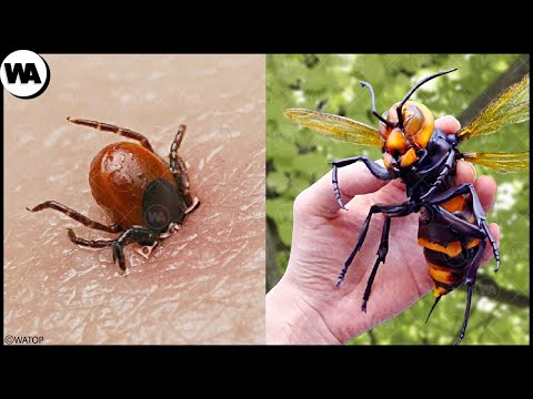 Esta es la Razón por la que los Insectos Te Comen