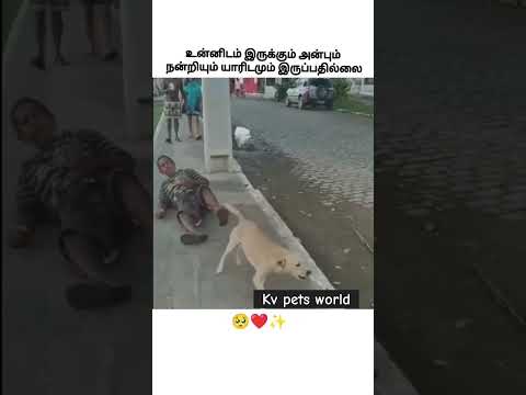 உன்னிடம் இருக்கும் அன்பும் நன்றியும் யாரிடமும் இருப்பதில்லை❤️