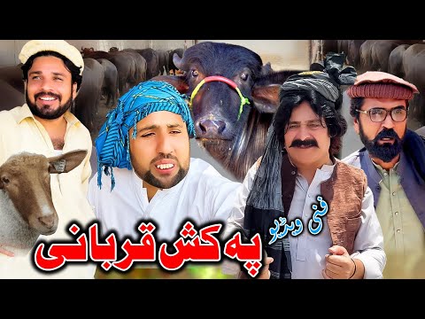 Pa Kash Qurbani New Funny Video Zalmi Vines #funny