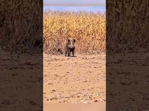 Охота на кабана: точный выстрел #охота #загоннаяохота #wildboar #кабан #весенняяохота