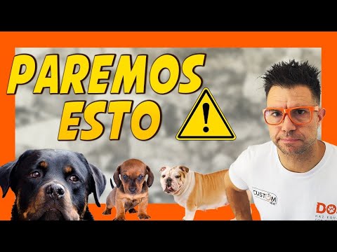 ⚠️ BASTA de IRRESPONSABLES Y MALOS CRIADORES 🐶😩 | Bienestar Animal 🐾