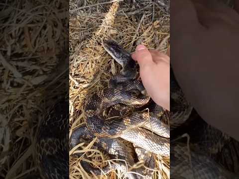 What Are These Two Snakes Doing?!