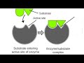 Enzyme Function and Activity Concepts