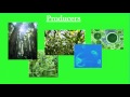 Exploring Producers and Consumers in Ecosystems