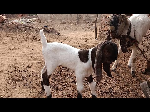 Balaheri Bakra Mandi 2024 latest Video//Totapuri Bakri Alwar#totapuri