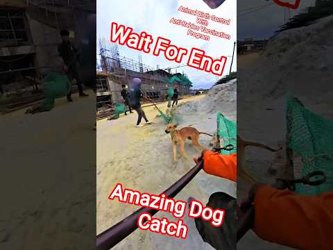 Mafia Gang Dog Catch #dogwithpublicsafety #dog #ytviral #shortsfeed #pets